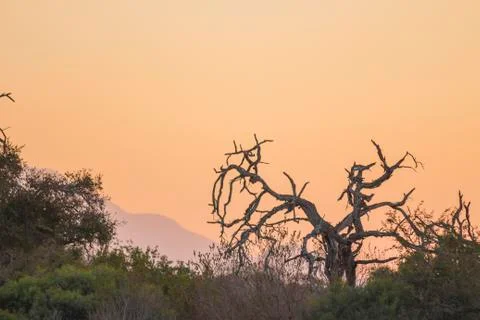 Sunset with a dead tree in the foreground Stock Photos