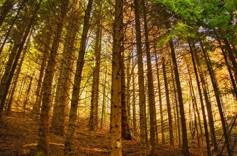 Sunset in the deep wild forest Stock Photos