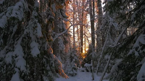 Sunset in deep winter forest Stock-Footage 59690579