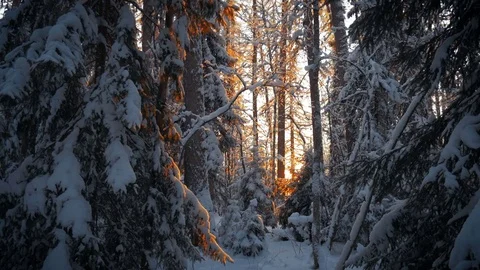 Sunset in deep winter spruce forest Vídeos de archivo 71203381