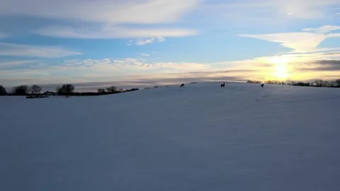 Sunset Deer Stock Footage 169053793