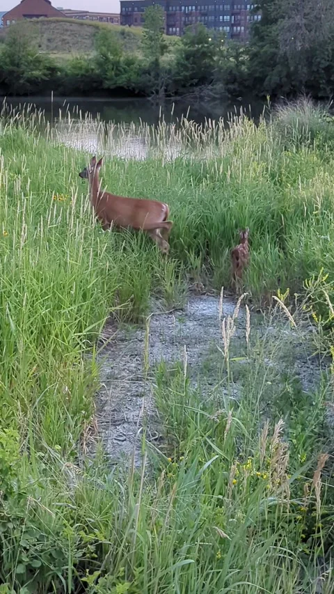 Sunset deer walk Stock Footage 300878187