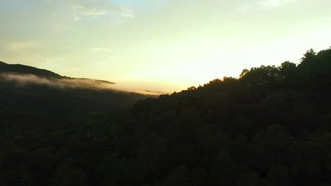 Sunset in the dense green forest Video stock 83695359