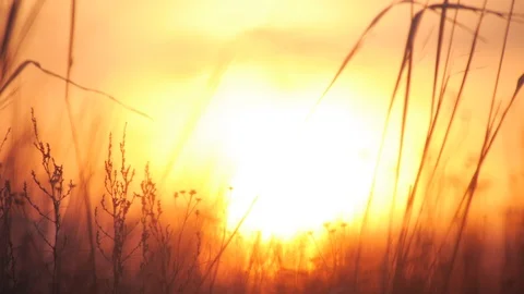 Sunset in the desert and wild grass close up Stockbeeldmateriaal 104024619