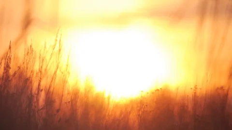 Sunset in the desert and wild grass Stockbeeldmateriaal 104024761