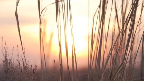 Sunset in the desert and wild grass against the red sun Stock Footage 104026172