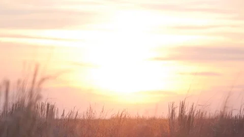 Sunset in the desert sun and wild grass Stock Footage 104024920