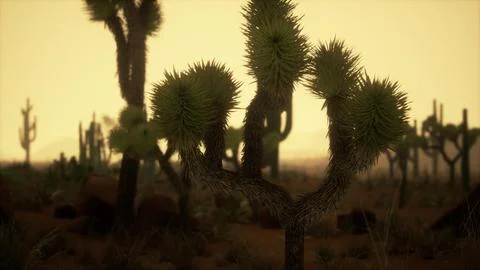 Sunset in the desert, Sunset in the desert in Dubai UAE Stock Illustration