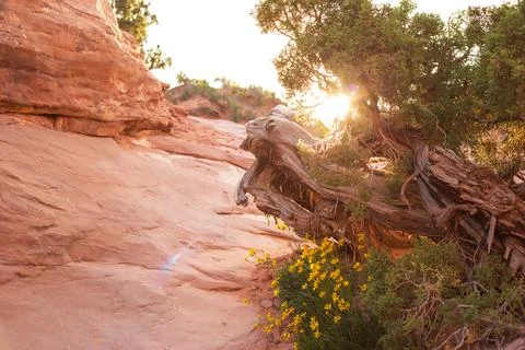 Sunset on Devils Garden Trail in Utah, USA Stock Photos
