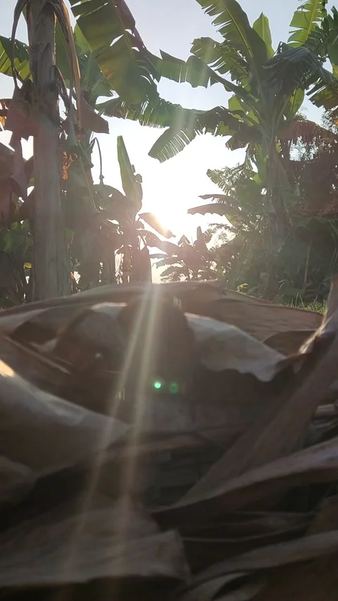 Sunset di sore hari Video stock 209400904