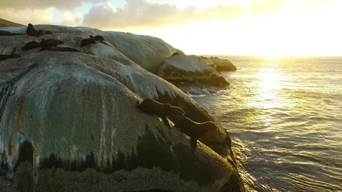 Sunset dive Stock Footage 73386818