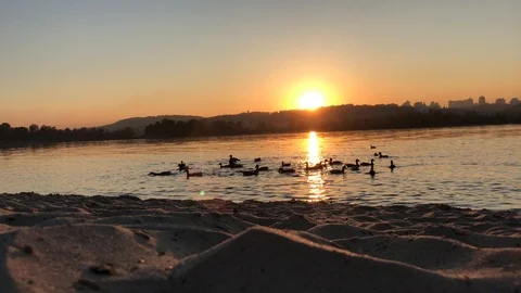 Sunset on Dnepr river. ducks on the river. Stock-Footage 97012061