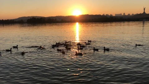 Sunset on Dnepr river. ducks on the river. Video stock 97012227