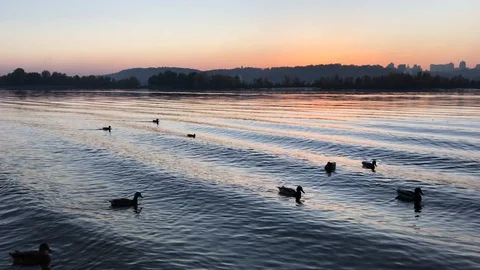 Sunset on Dnepr river. ducks on the river. Stock-Footage 97012287