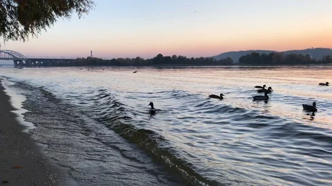Sunset on Dnepr river. ducks on the river. Stock-Footage 97012304
