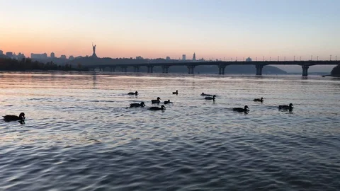 Sunset on Dnepr river. ducks on the river. Stock-Footage 97012309
