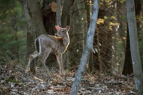Sunset doe Stock Photos