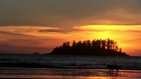 Sunset with a dog and a man pushing a baby trolley Stock Footage 202110366