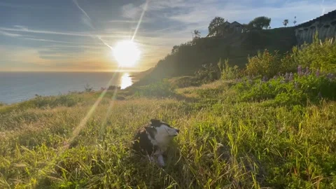 Sunset with a dog Stock Footage 236267317