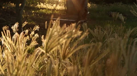Sunset dolly shot with grass in foreground Stock Footage 47075366
