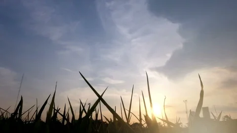 Sunset with dragonflies Stock Footage 95633328