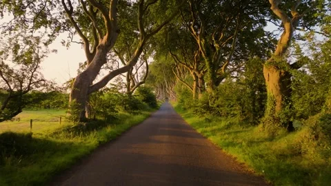 Sunset Drive Through The Dark Hedges Tree Tunnel, Ireland R Stock Footage 342055269