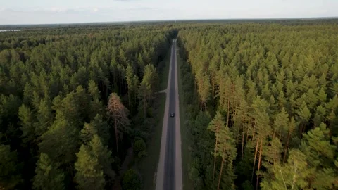 Sunset Drive Through Enchanted Forest Video stock 249590672