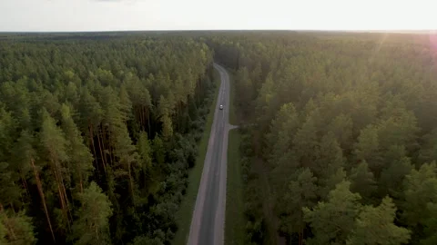 Sunset Drive Through Enchanted Forest Video stock 249590673