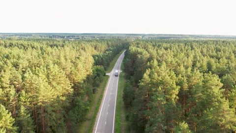 Sunset Drive Through Enchanted Forest Video stock 249590695