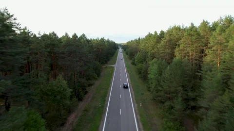 Sunset Drive Through Enchanted Forest Video stock 249590712