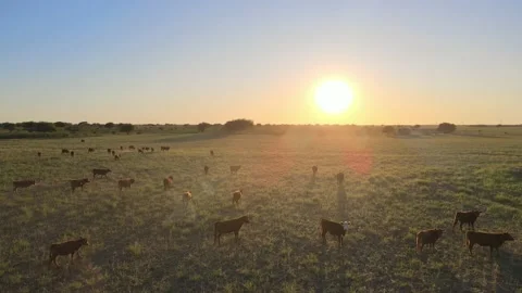 Sunset drone flight over vast pasture in San Luis - livestock breeding Stock Footage 236391530