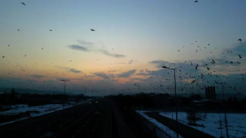 At sunset, a drone flying with crows over the road 動画素材 294801610