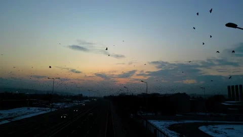 At sunset, a drone flying with crows over the road 動画素材 294802385