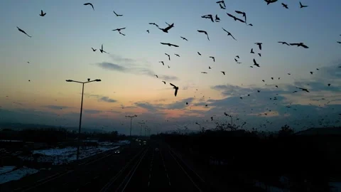 At sunset, a drone flying with crows over the road 動画素材 294803105