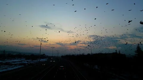 At sunset, a drone flying with crows over the road 動画素材 294803779