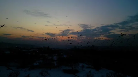 At sunset, a drone flying with crows over the road 動画素材 294810830