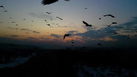 At sunset, a drone flying with crows over the road 動画素材 294811149