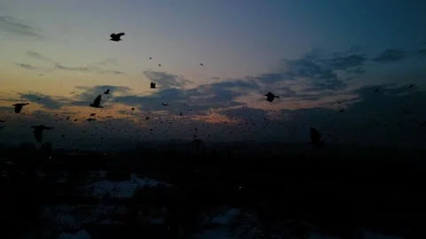 At sunset, a drone flying with crows over the road 動画素材 294812852