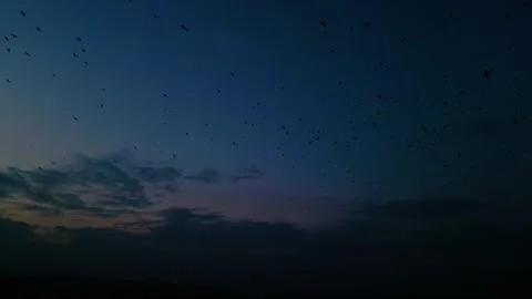 At sunset, a drone flying with crows over the road 動画素材 294813704
