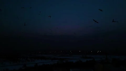 At sunset, a drone flying with crows over the road 動画素材 294814086