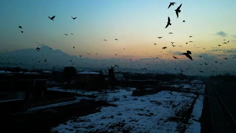 At sunset, a drone flying with crows over the road 動画素材 294818548