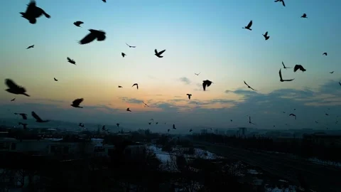 At sunset, a drone flying with crows over the road 動画素材 294820063