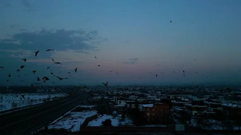 At sunset, a drone flying with crows over the road 動画素材 294820747
