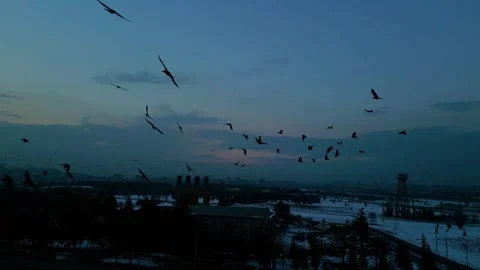 At sunset, a drone flying with crows over the road 動画素材 294821723