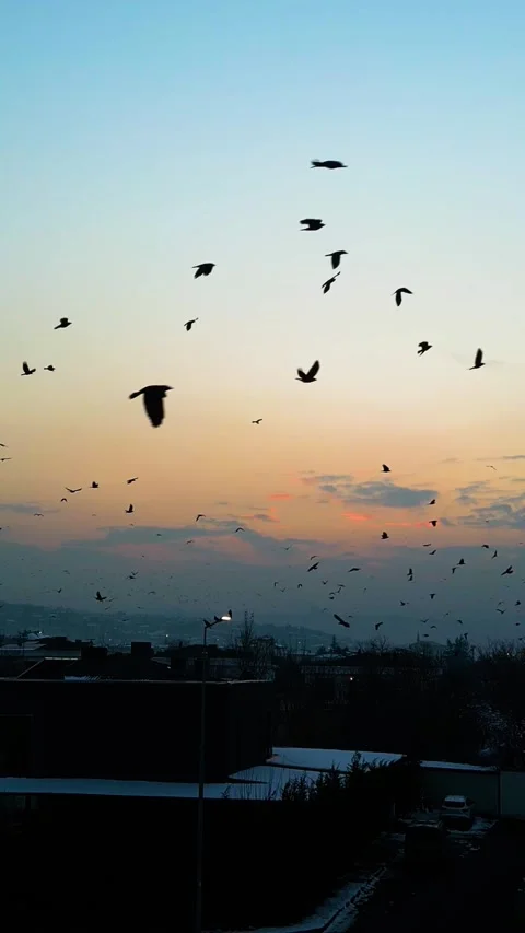 Sunset Drone Flying Crows Over Road Vertical Video Stock Footage 334872066