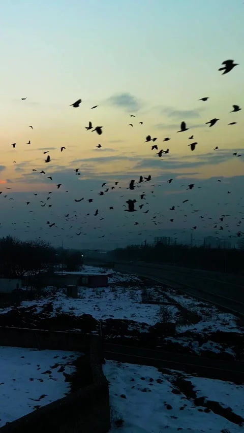 Sunset Drone Flying Crows Over Road Vertical Video Stock Footage 334872080