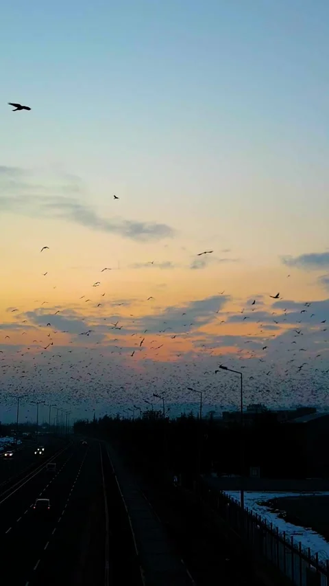 Sunset Drone Flying Crows Over Road Vertical Video Stock-Footage 334872493