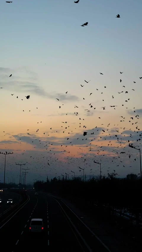 Sunset Drone Flying Crows Over Road Vertical Video Stock Footage 334877038