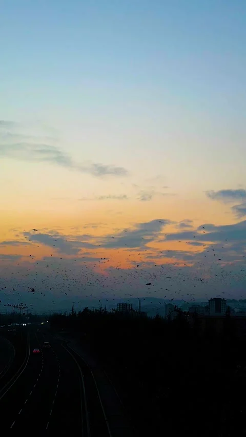 Sunset Drone Flying Crows Over Road Vertical Video Видео 334881804