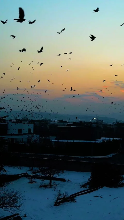 Sunset Drone Flying Crows Over Road Vertical Video Vídeos de archivo 334883630